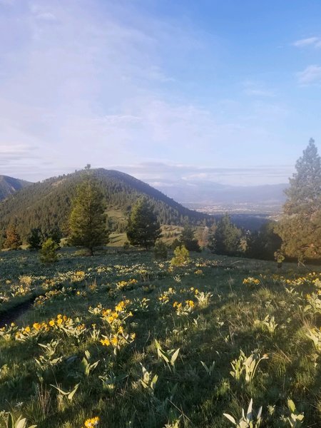 Wildflowers on Sound of Music. Mt. Jumbo in the background