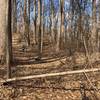 Portion of the trail with typical debris across