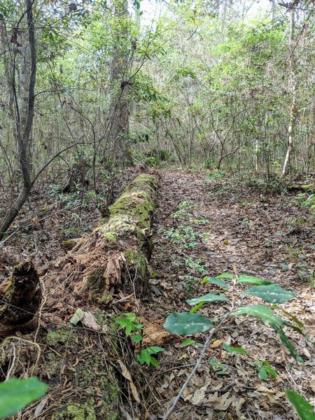 Trail near split from LSHT