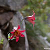 Bolander's Lily