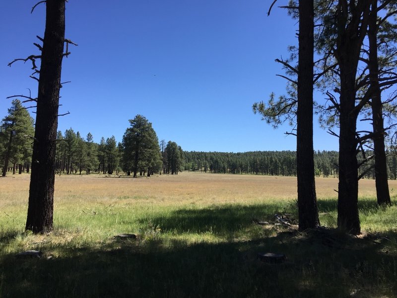 Nice meadow from trail along the edge of the forest. There was an antelope grazing there, just a tiny spot in this wide view.