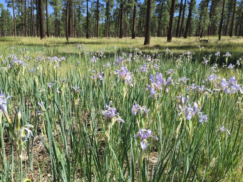 A patch of wildflowers in an open area along the trail.