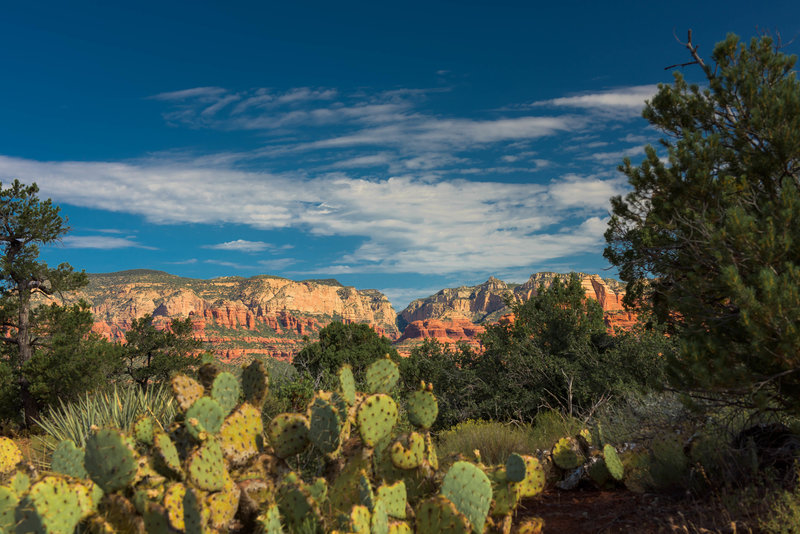 Sedona - Cactus