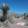 Banana yucca starting to bloom and view of the Franklin Mountains.