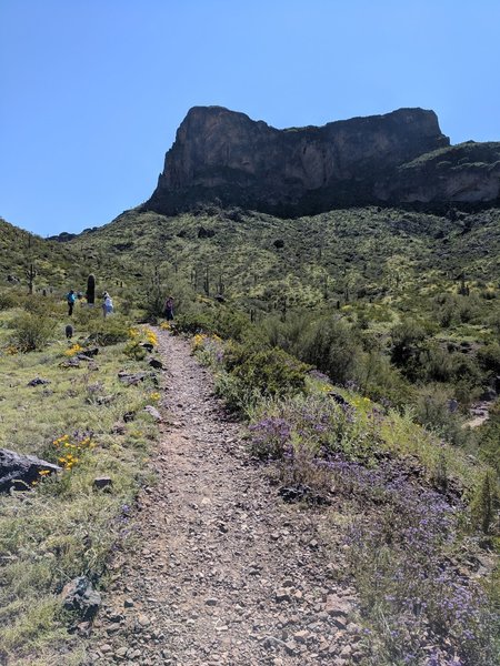 Starting up the Calloway Trail, with Picacho Peak looming in the background.