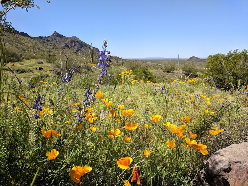 The wildflowers at Picacho Peak State Park were phenomenal in 2019.
