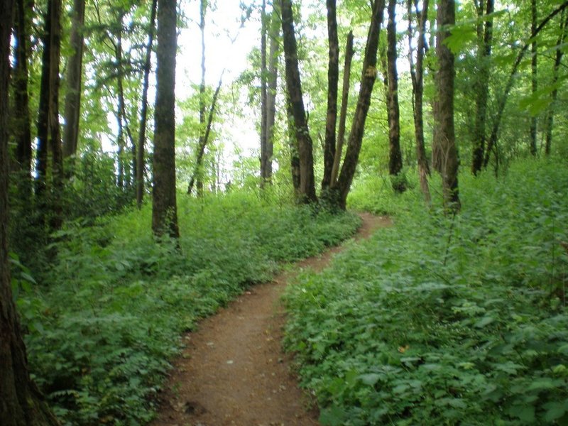 Lots of green along the Elderberry Trail.