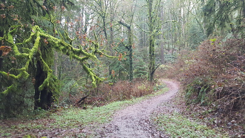 Firelane 10 can get plenty wet and muddy hill in late fall.