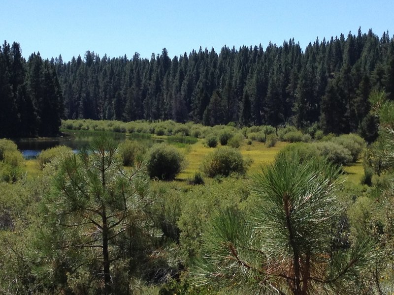 Another sweet river and forest view from the river trail.