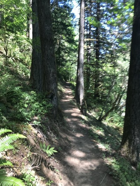 Heading into the trees.