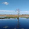 One of many spectacular views from the Grassy Waters Preserve levee greenway or Owahee Trail.