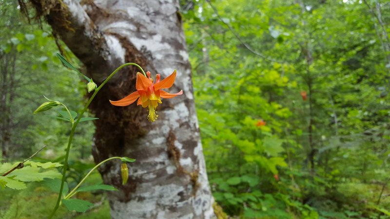 Columbine along Breitenbush River