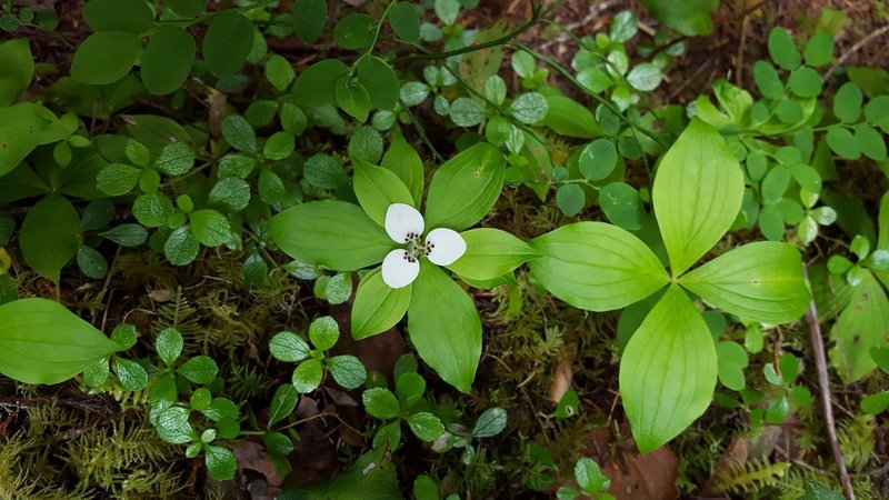 Mutant bunchberry