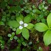 Mutant bunchberry