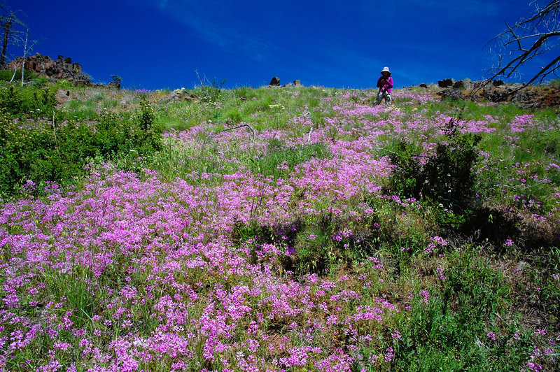 NE_Oregon_2013_530