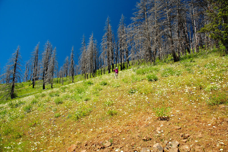 NE_Oregon_2013_504