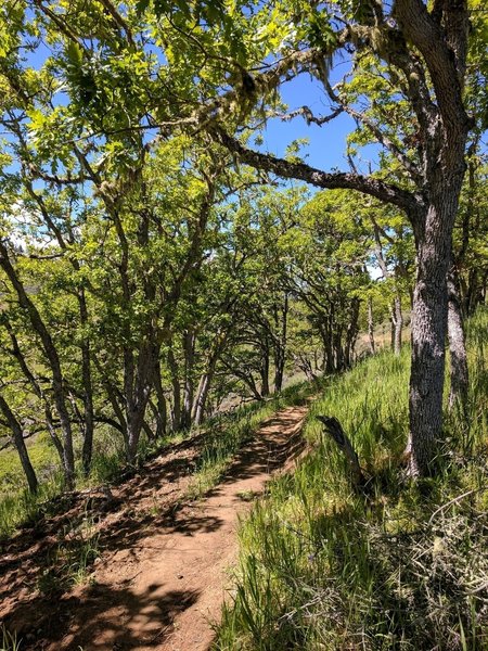 Near the high point of the trail.