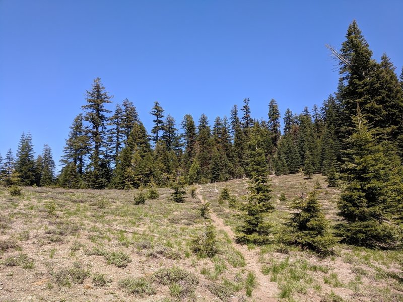 Dry meadow just before the switchback that leads to the Bigelow overlook.