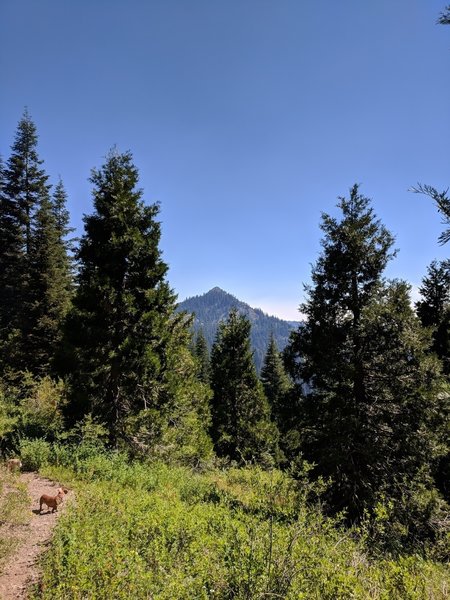 View out south towards the peak adjacent to Horse Springs as the trail starts to open up.