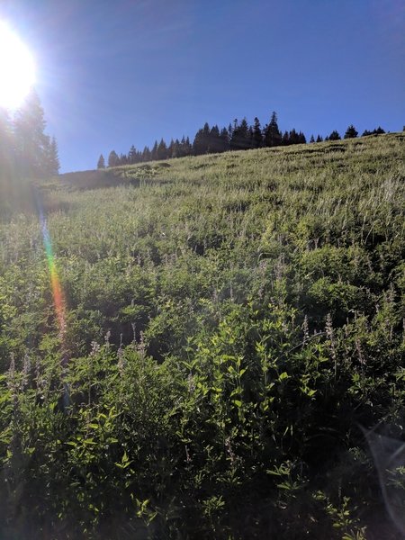 Crossing meadows on east side of Lake Peak.