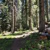 Through old growth, Sturgis Fork trail.