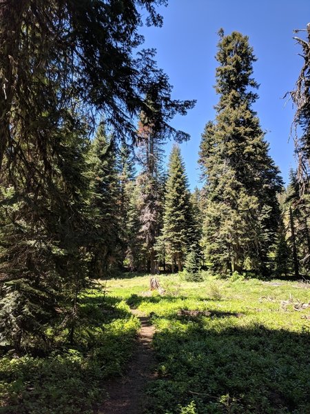 Trail fork between Boundary and trail to Mt Elijah.