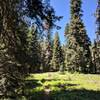 Trail fork between Boundary and trail to Mt Elijah.