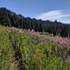 Boundary Trail continues past Horse Springs.