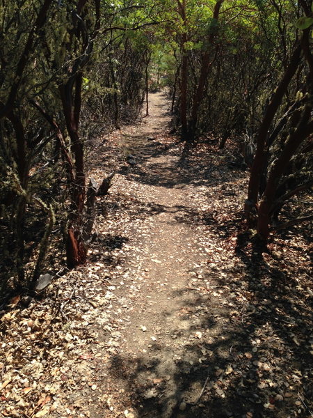 "Halls of Manzanita"