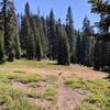 Dry meadow transit typical of southern Oregon ridgetops. First opening on the way to Horse Springs via the Boundary Trail.