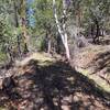 Head along the ditch trail where the water used to flow to support historic hydraulic mining.