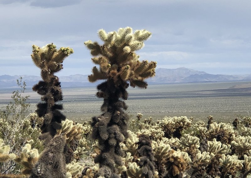 Cholla cactus