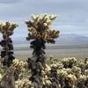 Cholla cactus