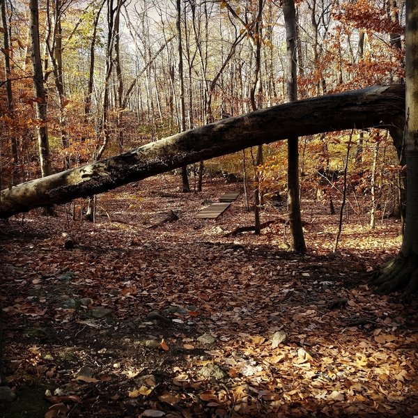 follow the trail under the tree and over the stream