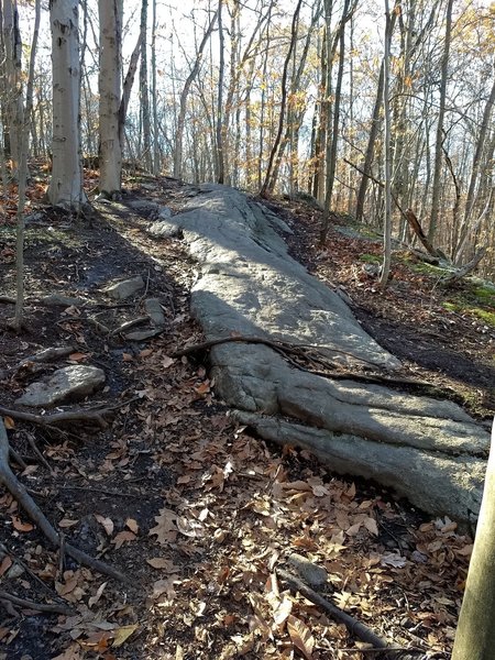 down the rock face or among the rocks and roots