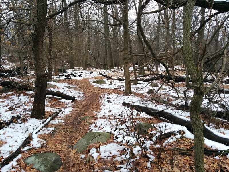 Snowy beginner trail