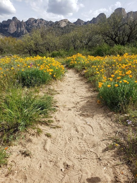 Wildflowers in the spring :)