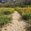 Wildflowers in the spring :)