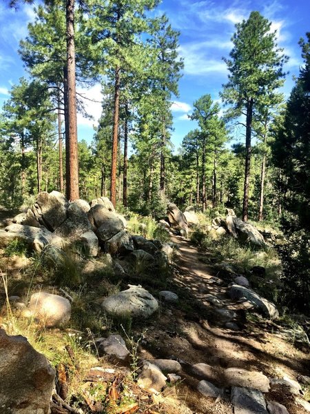 Many boulders along Trail #324