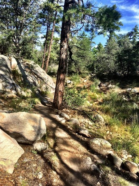 Rocky section of Trail #324