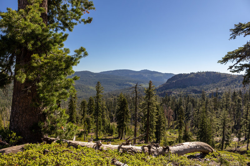 View into the heart of Tahoe National Forest