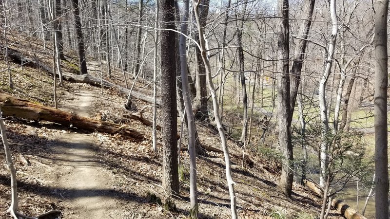 Western Ridge Trail Moderate (upper). Some trunk-jumping and semi-steep descent/ascents.