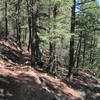 Forest on Palmer Red Rock loop