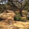 Singletrack through the oak trees.