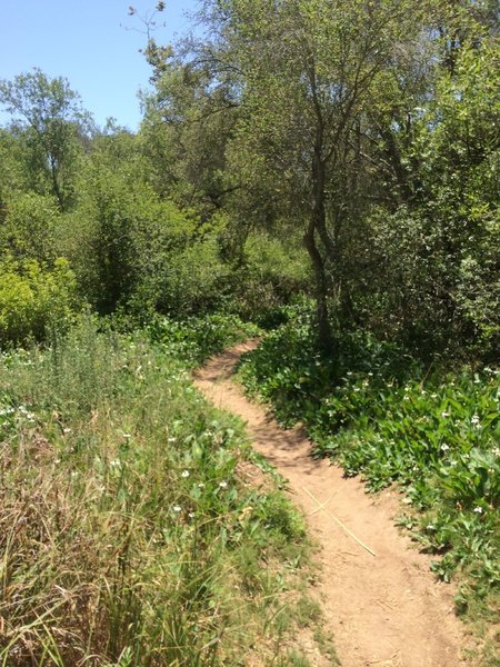 Singletrack along Penasquitos Creek.