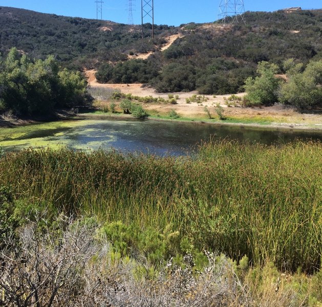 Vernal pool to the west of trail.