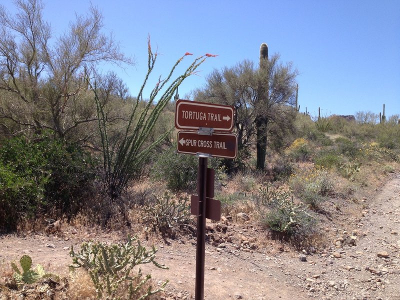 Beginning of the Spur Cross Trail after steep initial climb.