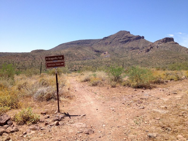 Junction of Spur Cross Trail and Dragonfly Trail and Tortuga Trail with Elephant Mountain in background. Stay straight