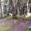 Lush trail side vegatation along the sides of Mt Constitution.
