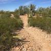 Time for the extra point as you traverse the trail between the proverbial goal posts.  Not too steep of an entrance, but enough to add a great element to this segment.